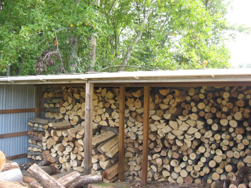 Woodshed well-stocked with Ailanthus firewood.