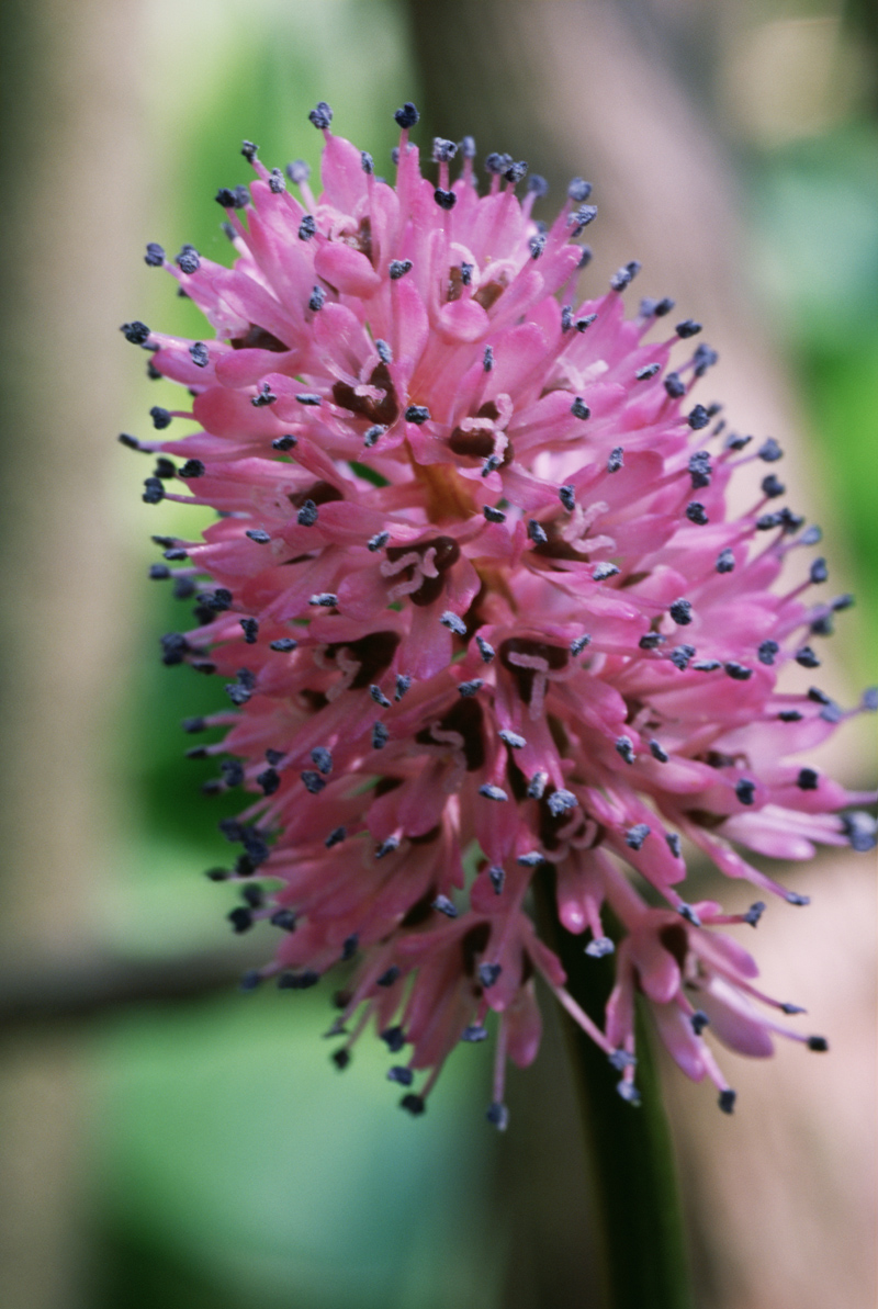 Close up of a swamp pink in bloom.