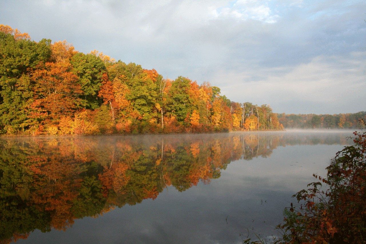 Forests are a natural way to filter pollutants and sediments out of water.