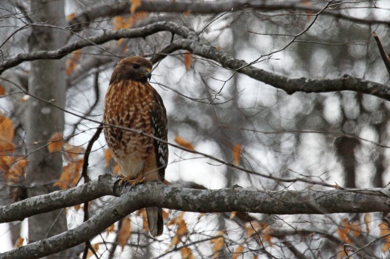 Working Forests for Healthy Wildlife Large bird (red-shouldered hawk) perched on a beech tree limb in the winter.