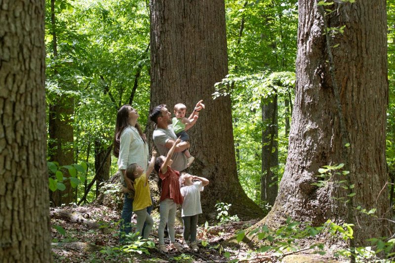 A family with three young children look at large trees in the woods.
