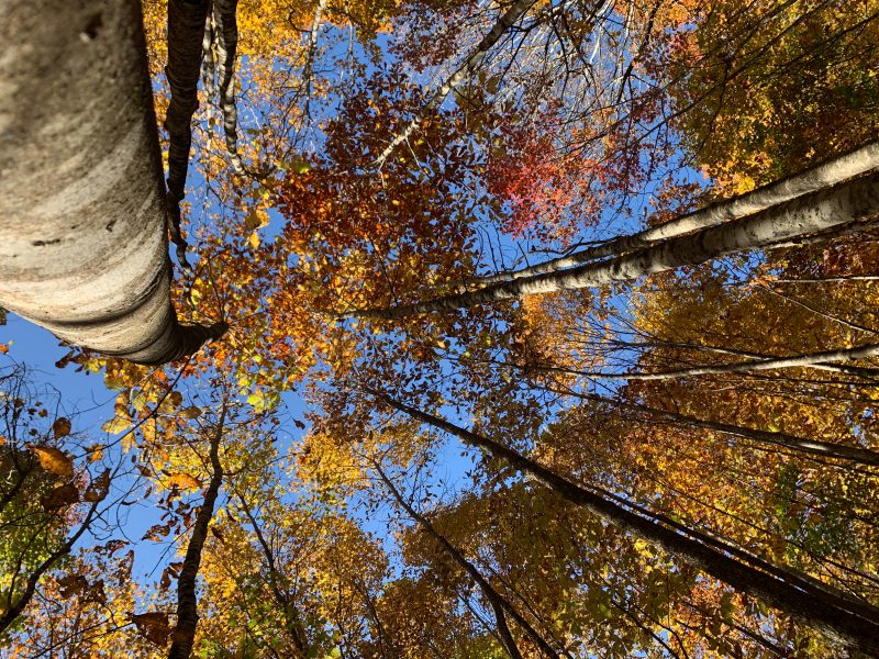 View looking up into a canopy of large hardwood trees in the fall. 