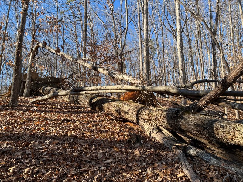 Decaying fallen trees