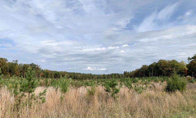 A field with small pine trees planted. Trees are surrounded by tall brown grasses. Large pine trees are in the background. Blue  sky with fluffy white clouds over head. 